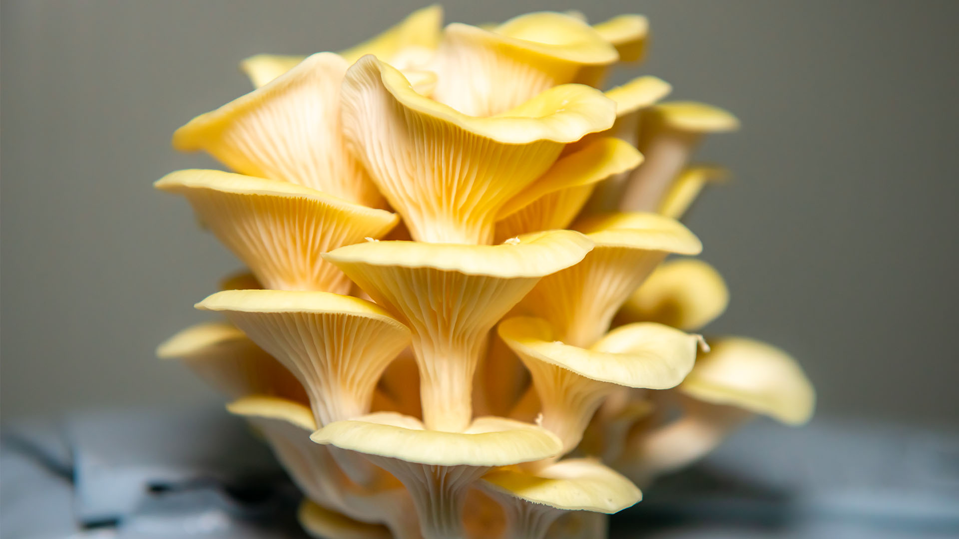 Fides Funghi - Cornucopie Compost Latina Italia